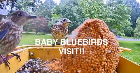 Another Busy Week at the Bird Feeder Cam made even Better when Two Fledgling Bluebirds Visit