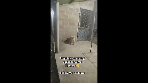 Roquetey Y Friquitey No Dejan De Jugar / Roquetey & Friquitey Won’t Stop Playing Even At Night