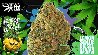 LEMON SOUR DIESEL 🍋⛽ | REVIEWS 4 U - ONE TWO TREEZ