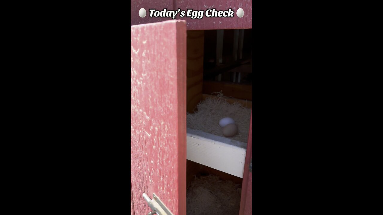 🥚 Today’s Egg Check! 🥚 #shorts
