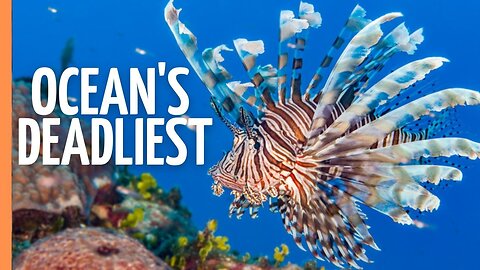 How Lionfish Became the Ocean's Perfect Killer | Full Documentary