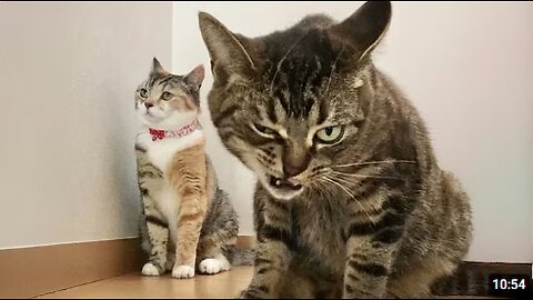 Silliest Cats Breaking the Internet 😂 Funny Cats Videos 2025