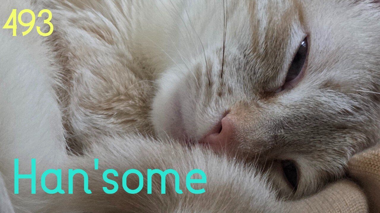 Midnight Oblivion Pt 493: Han'some