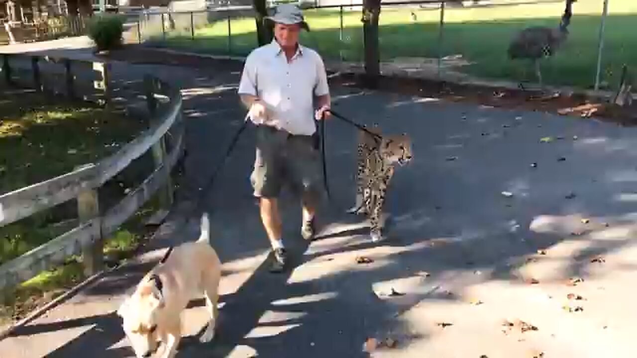 story dog and man