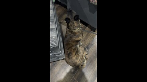 Just another dog day.