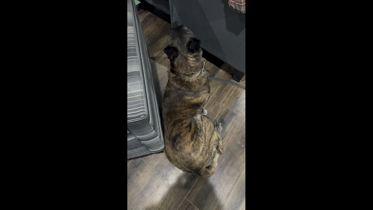 Just another dog day.