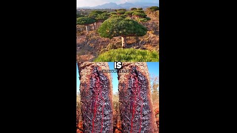 Dragons blood was used as the 1st bandaid. No toxins ingredients just tree sap, just like the olden days ~ by Cultivate Elevate