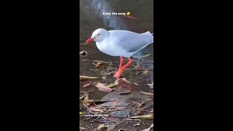 डांस