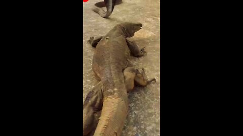 Komodo Dragon vs Kobra. Animal fight.