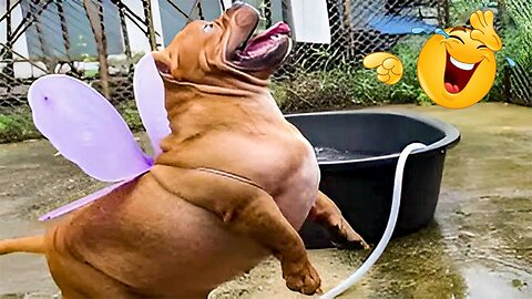 2025’s Funniest Dogs & Cats 😂 You Won’t Stop Laughing! | You Laugh You lose 😍😸😹 #Ep100