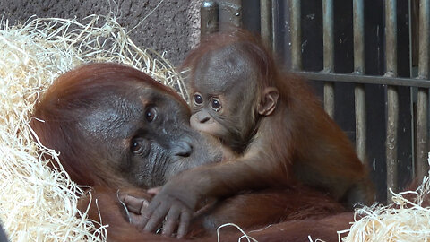 Baby Orangutan: Love with mother