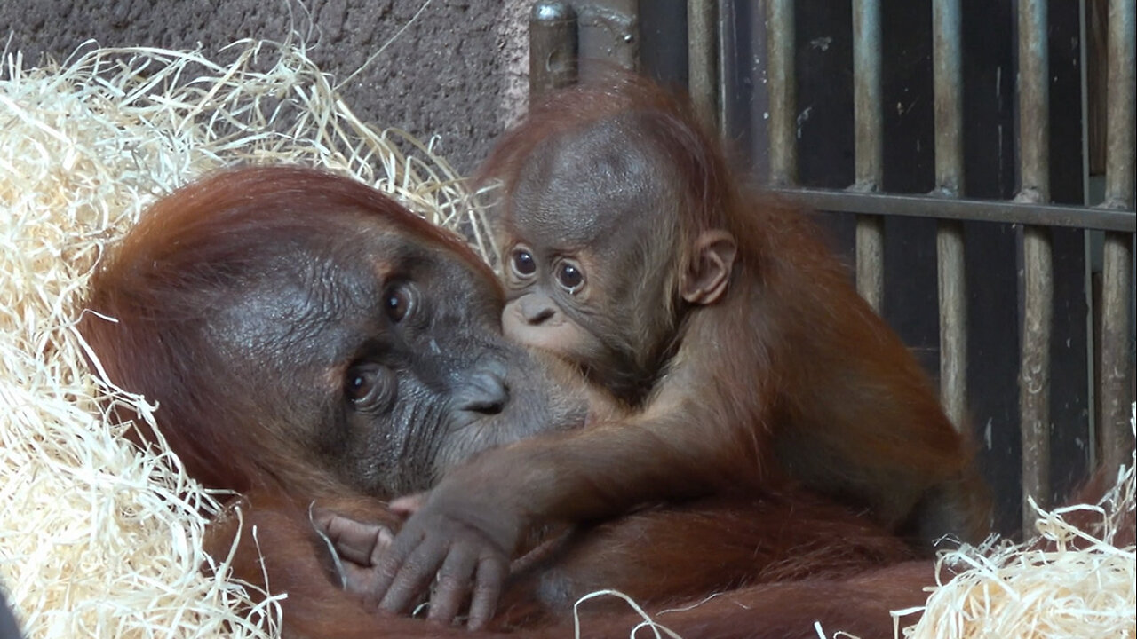 Baby Orangutan: Love with mother