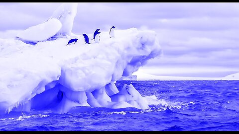 thank you for the action Coyote 😂 😂😂