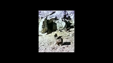 🦅🦅🦅#funny #shorts #viral