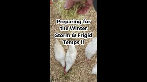 Preparing the Homestead & the Chickens for the Subzero Temps & the Winter Storm !!