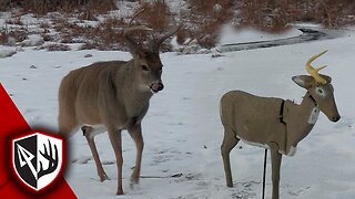 Bowhunting From the Ground | Public Land Decoy Hunt