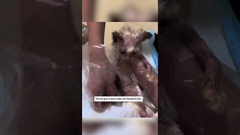 People mocked the kitten but the guy saved him and gave him a new life