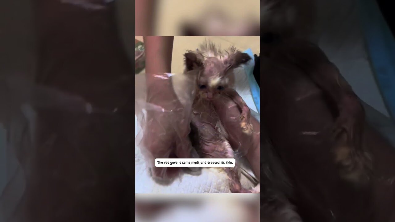 People mocked the kitten but the guy saved him and gave him a new life