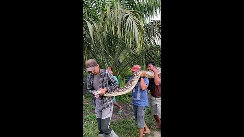 i im shock see this snake.. 😫😫😫😫😫