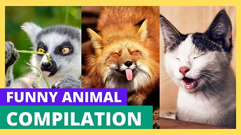 Funniest Animals Ever - Compilation #1