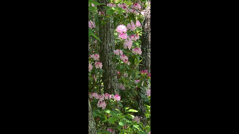 Rhododendrons