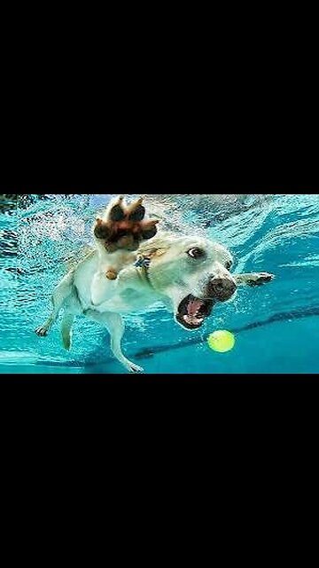 Guardian Retriever Saving Baby #dogrescue #babyvideos #retriever