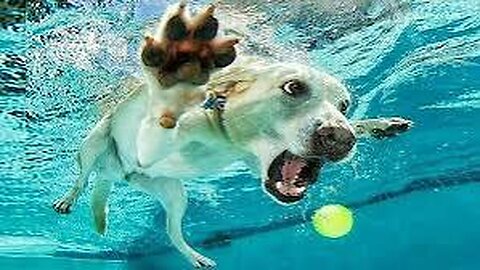 Guardian Retriever Saving Baby #dogrescue #babyvideos #retriever