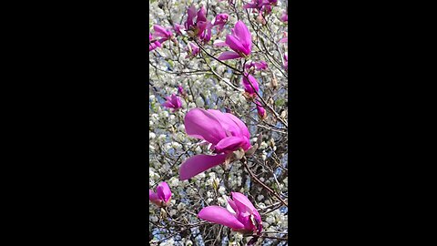 Windy Spring Blooms