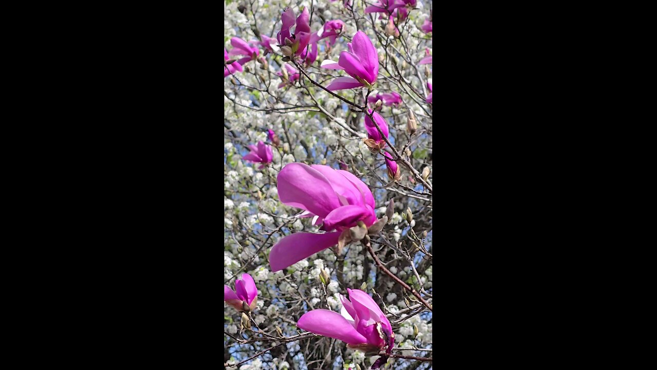 Windy Spring Blooms