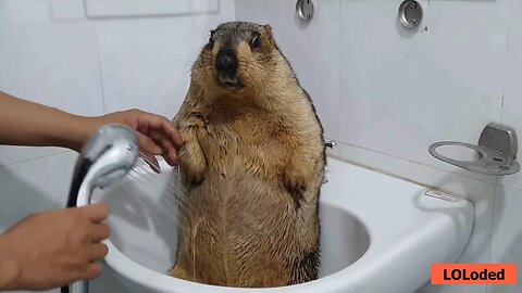 Adorable Marmot's First-Ever Brush Bath Adventure! 🛁🐹✨