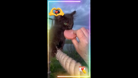 Black kitten and squirrel