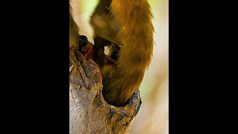 monkey 🐒 🐒 🐵 daily life style