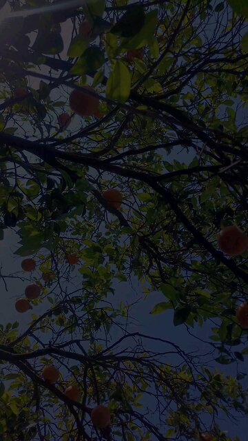 Surah Al-Baqarah | Sheikh Jamil Suruur | Beautiful Recitation #quran #islam #luhaidan #quransurah