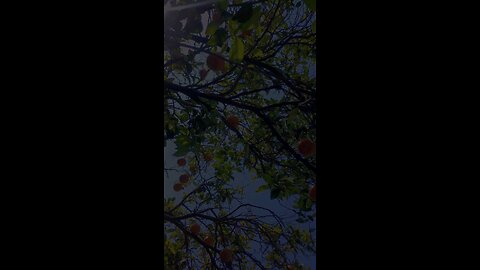 Surah Al-Baqarah | Sheikh Jamil Suruur | Beautiful Recitation #quran #islam #luhaidan #quransurah