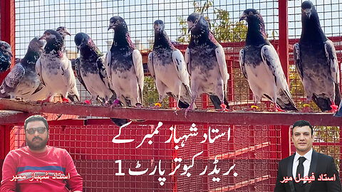 Ustad Shahbaz Mimber Pigeons From Hanjarwal Watch In HD Urdu/Hindi