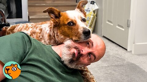 Clingy Dog Greets Dad Every Day After Work With Happiest Tail Wags | Cuddle Buddies 