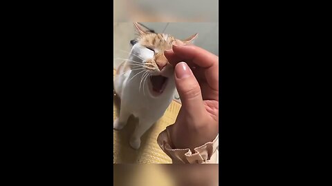 Funny cats# cats#animal#love#reels#rumbles