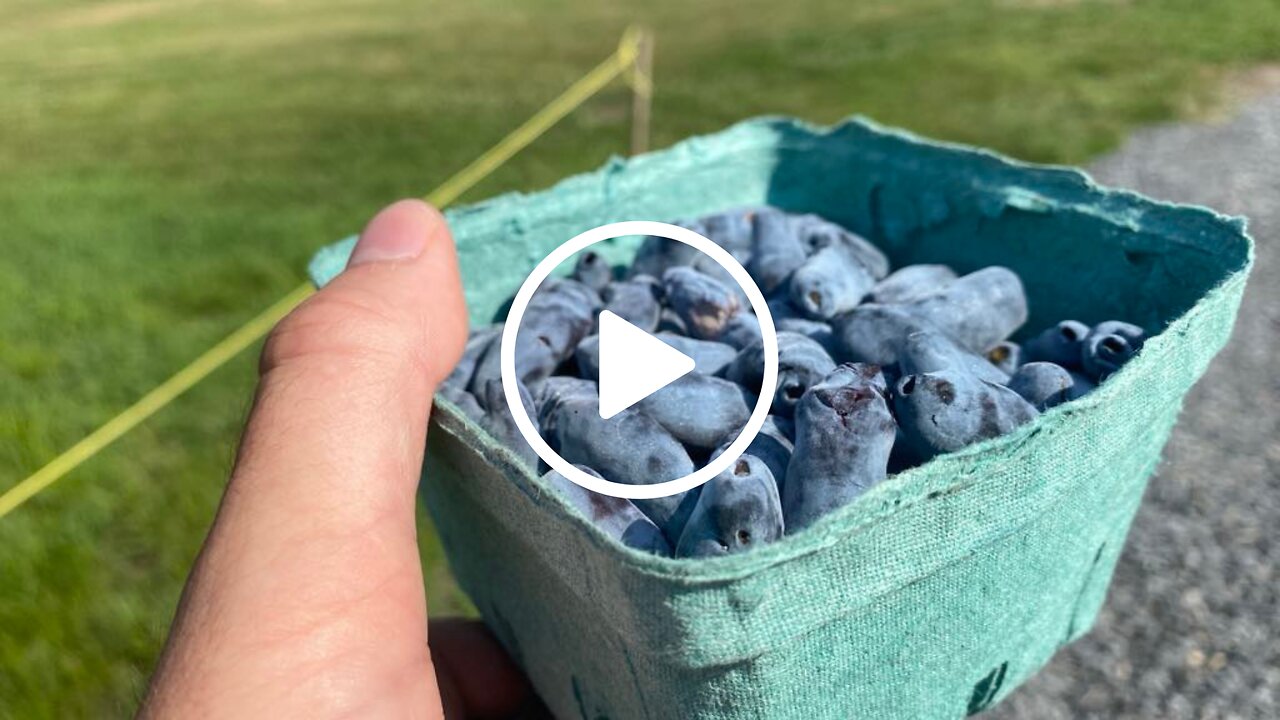 Covey Hill Camerises