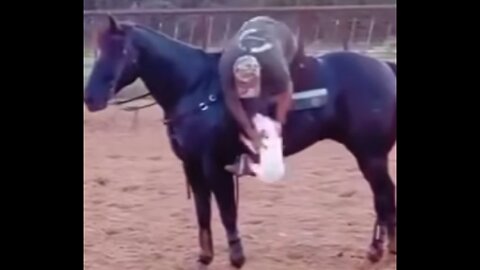 Cat Funny Video #animalallworld