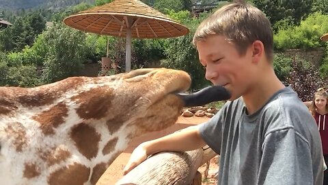 😂 FUNNY ANIMALS IN THE ZOO 🐒🦁 | Try Not to Laugh Challenge!