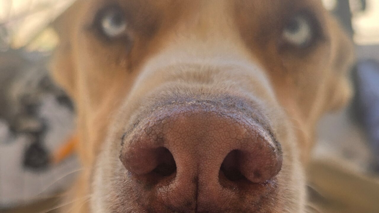 Interviews with a pupper