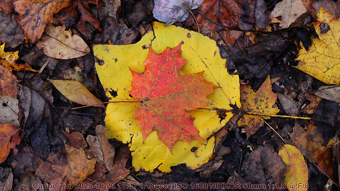 NIKKOR 50mm 1:1.8 on CANON EOS T3i