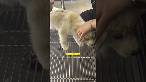 The girl found the puppy in the trash and saved him and his teddy friend