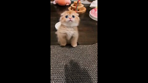 The Cutest Cat Moments Ever! 😻🐾#cute #viral #cat