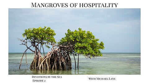 Mangroves of Hospitality