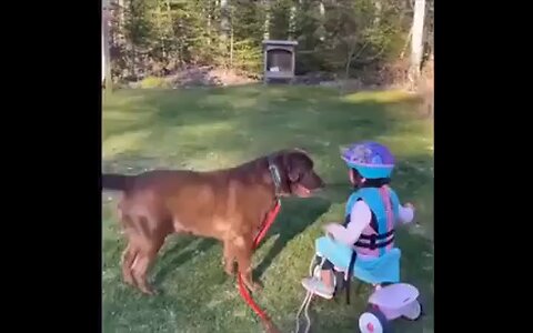 good doggy