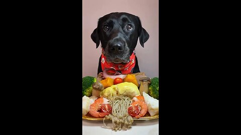 How can Dog be eating like human