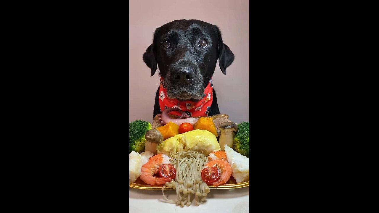 How can Dog be eating like human