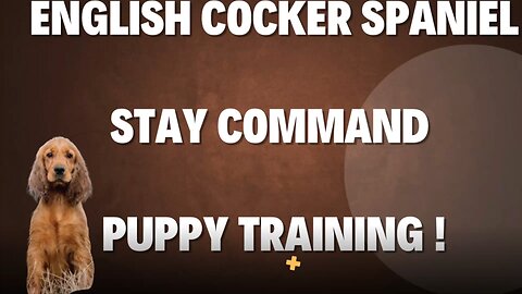 Puppy Training