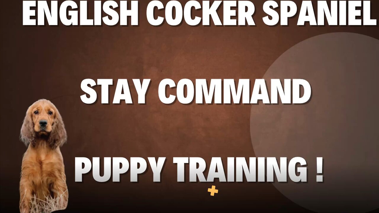 Puppy Training